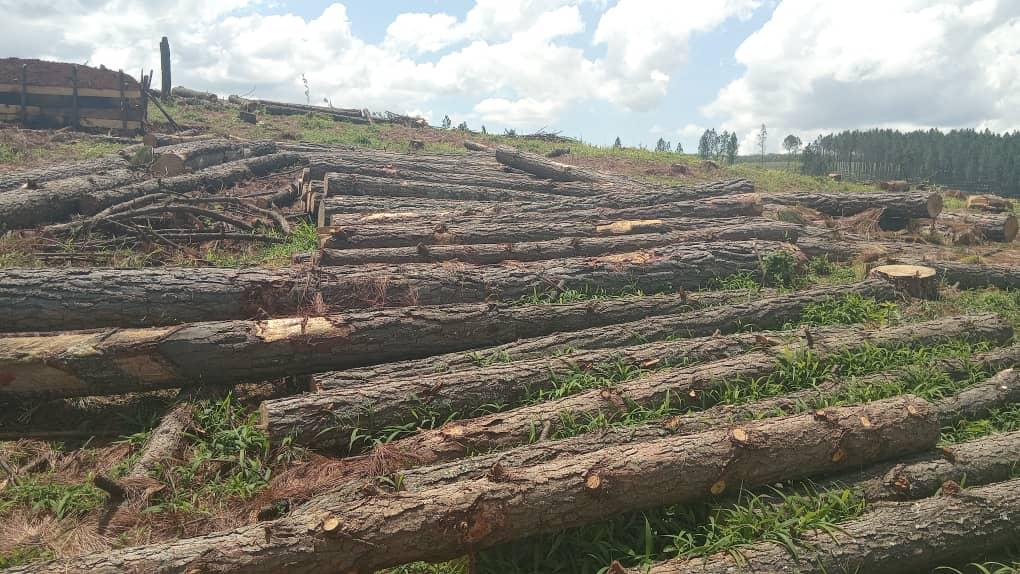 Forestry partnership and carbon preparation