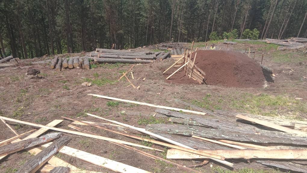 Dimes forestry operations